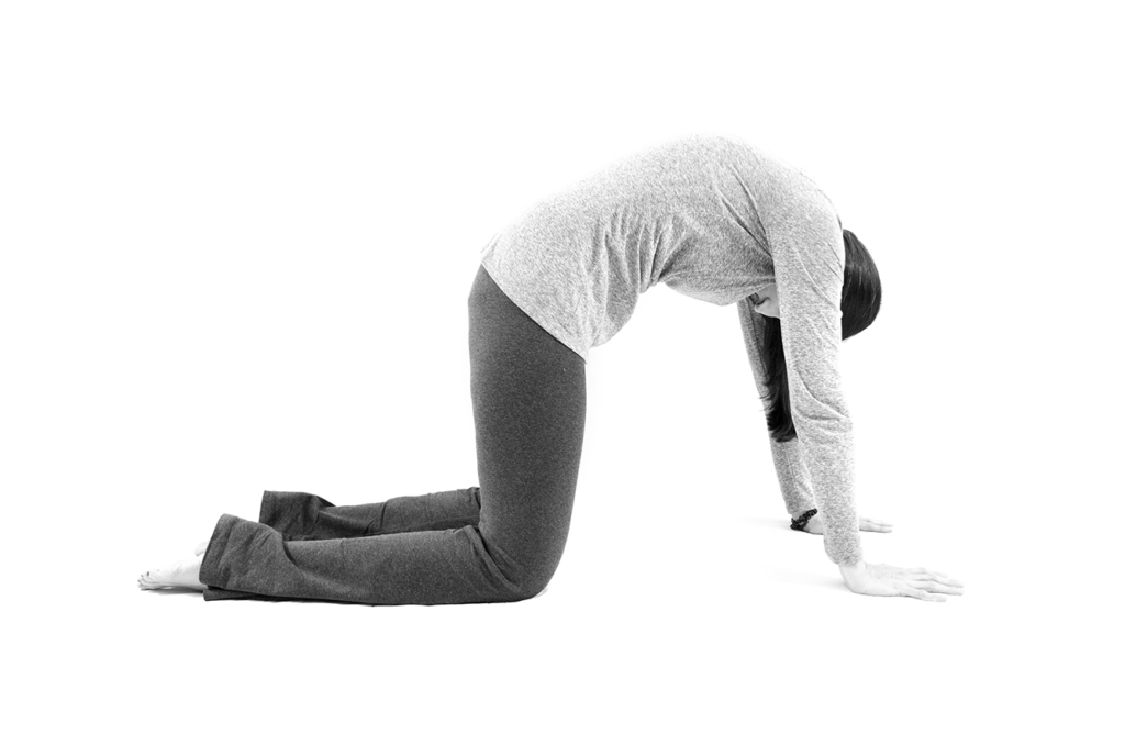 Cat Pose from Yoga for Low Back and Hip Health by Cyndi Roberts